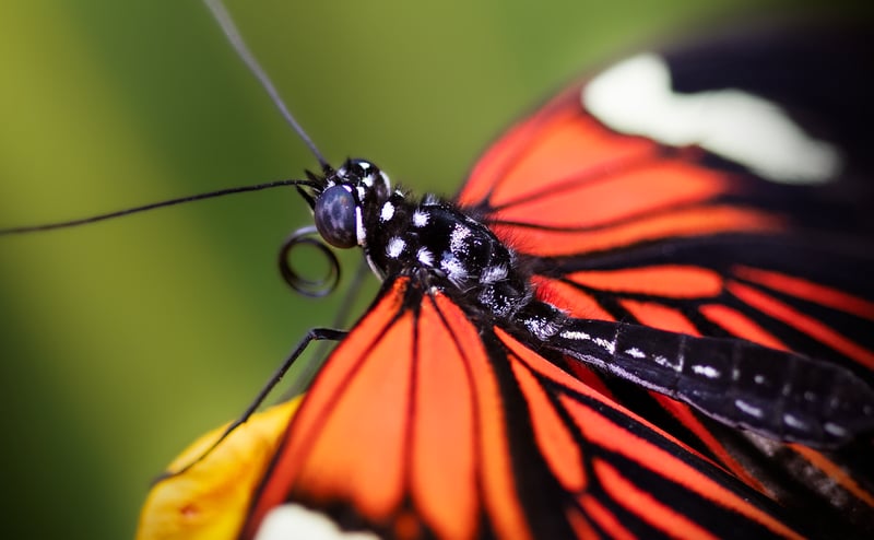 Attracting Pollinators